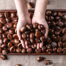 2021 new crop of fresh chestnut price per kg from Chinese chestnuts factory